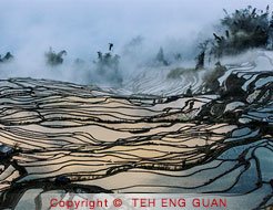 Philip Cheang